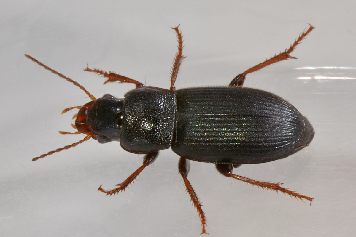 Carabidae:  Ophonus azureus? no, O. cribricollis